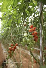 Image du Maroc Professionnelle de  Avec l'introduction des cultures sous abris serres, la région de Dakhla est devenue en très peu de temps célèbre pour ces productions de fruits et légumes destinés à l’export.  Sous d’immenses serres, la production des tomates en grappes bénéficie d’un climat phénoménalement ensoleillé, tempéré et régulier, Mardi 21 Novembre 2006. (Photo / Abdeljalil Bounhar)